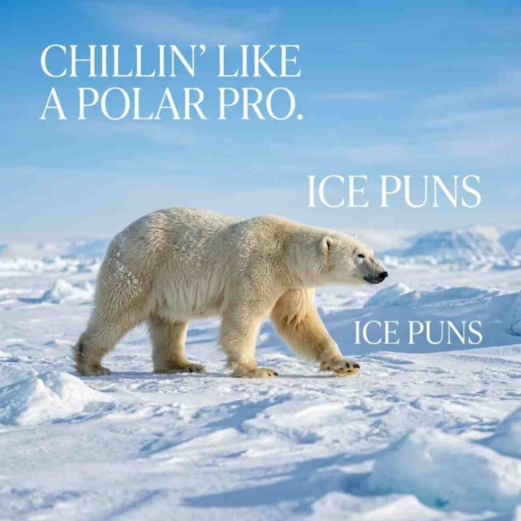 Arctic ice puns featuring a polar bear in a snowy wilderness under clear skies.